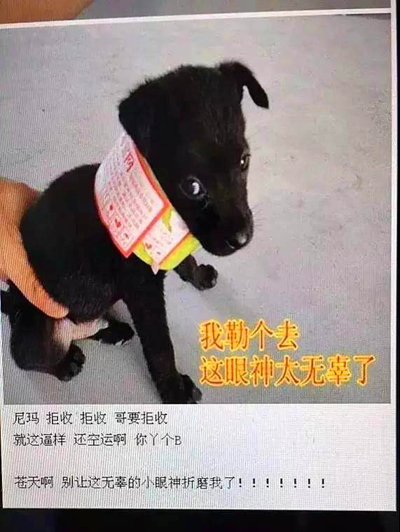 双11在网上买了不少东西,在网上花9.9元买的狗