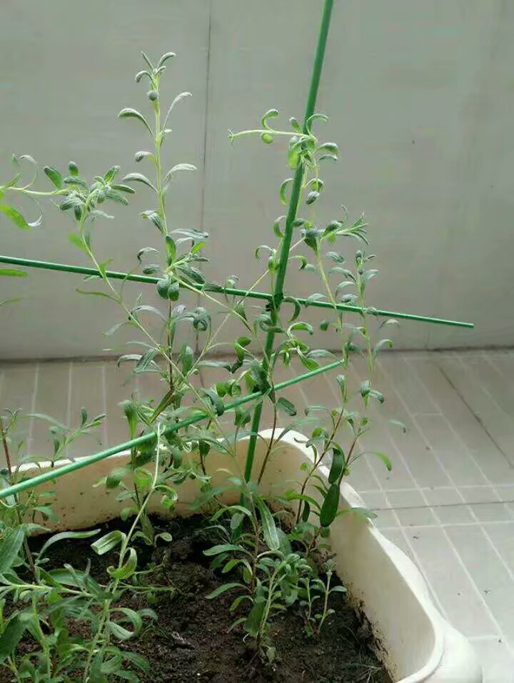 薰衣草陈慧琳金城武见面会,金城武陈慧琳薰衣草天使的翅膀