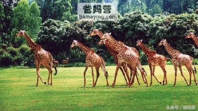 江浙沪十佳亲子酒店,适合亲子酒店推荐