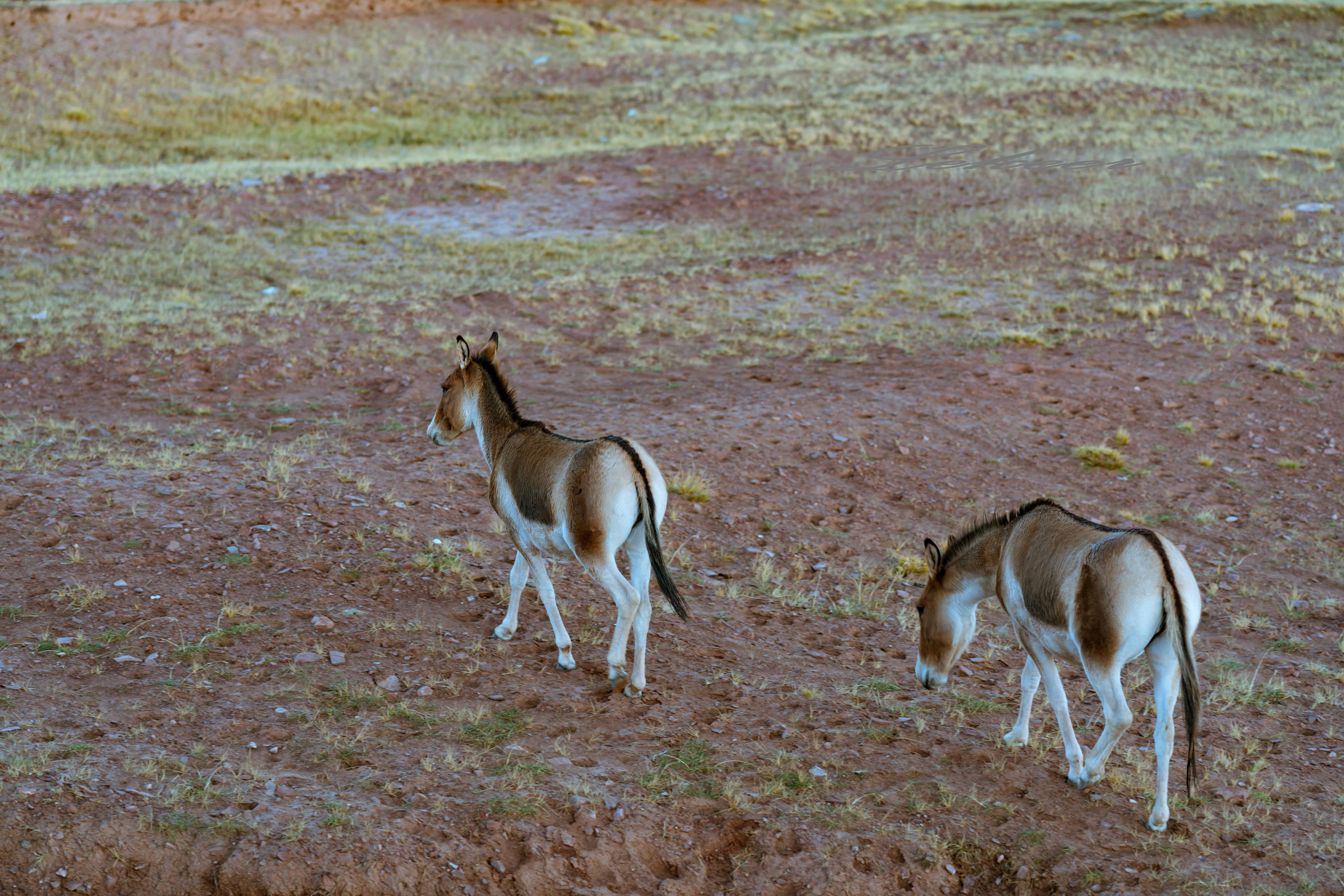 青藏线出西藏自驾攻略,出藏109国道自驾攻略