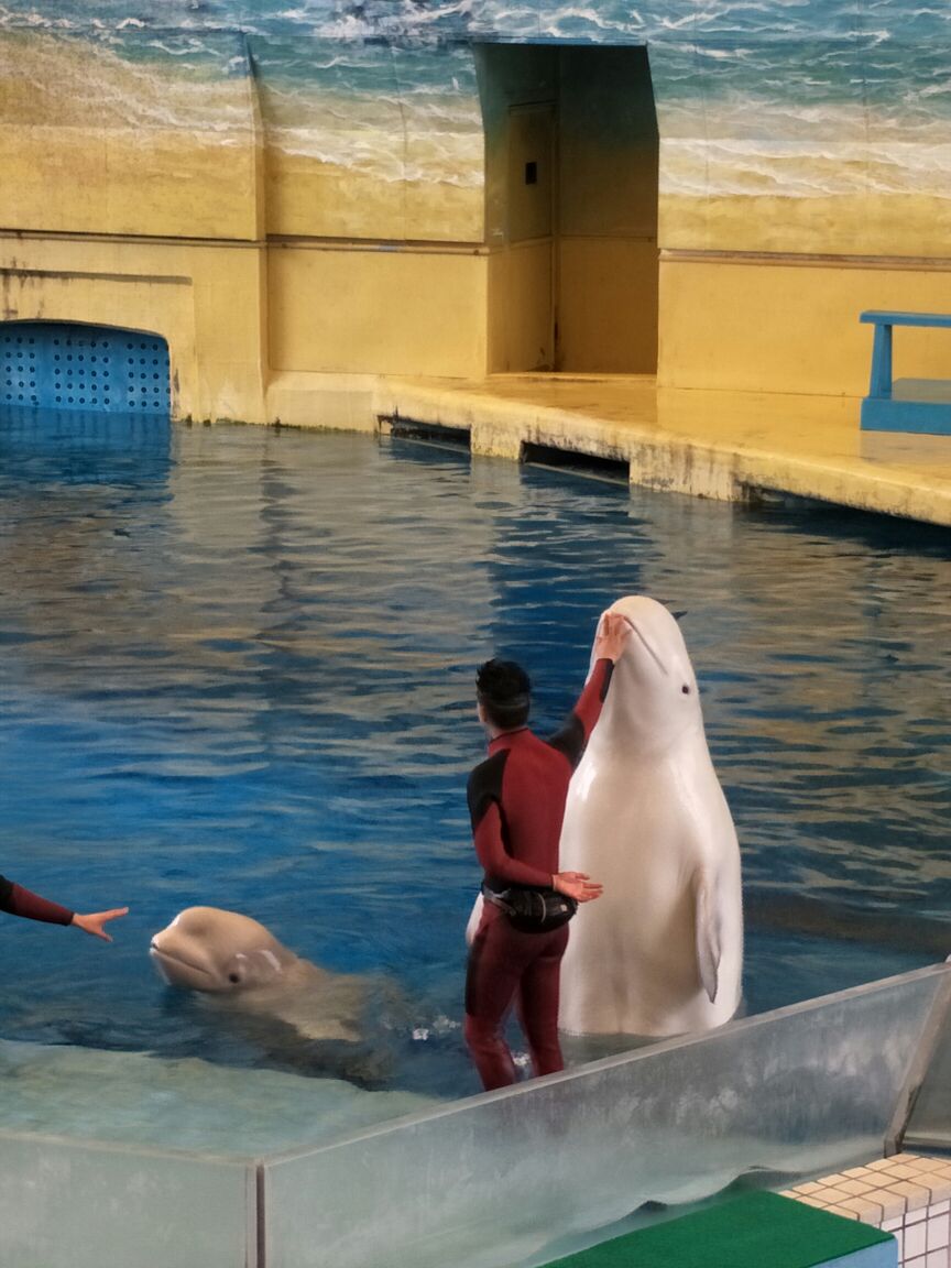 喜欢看恐龙海洋动物,广州长隆海洋馆海底世界