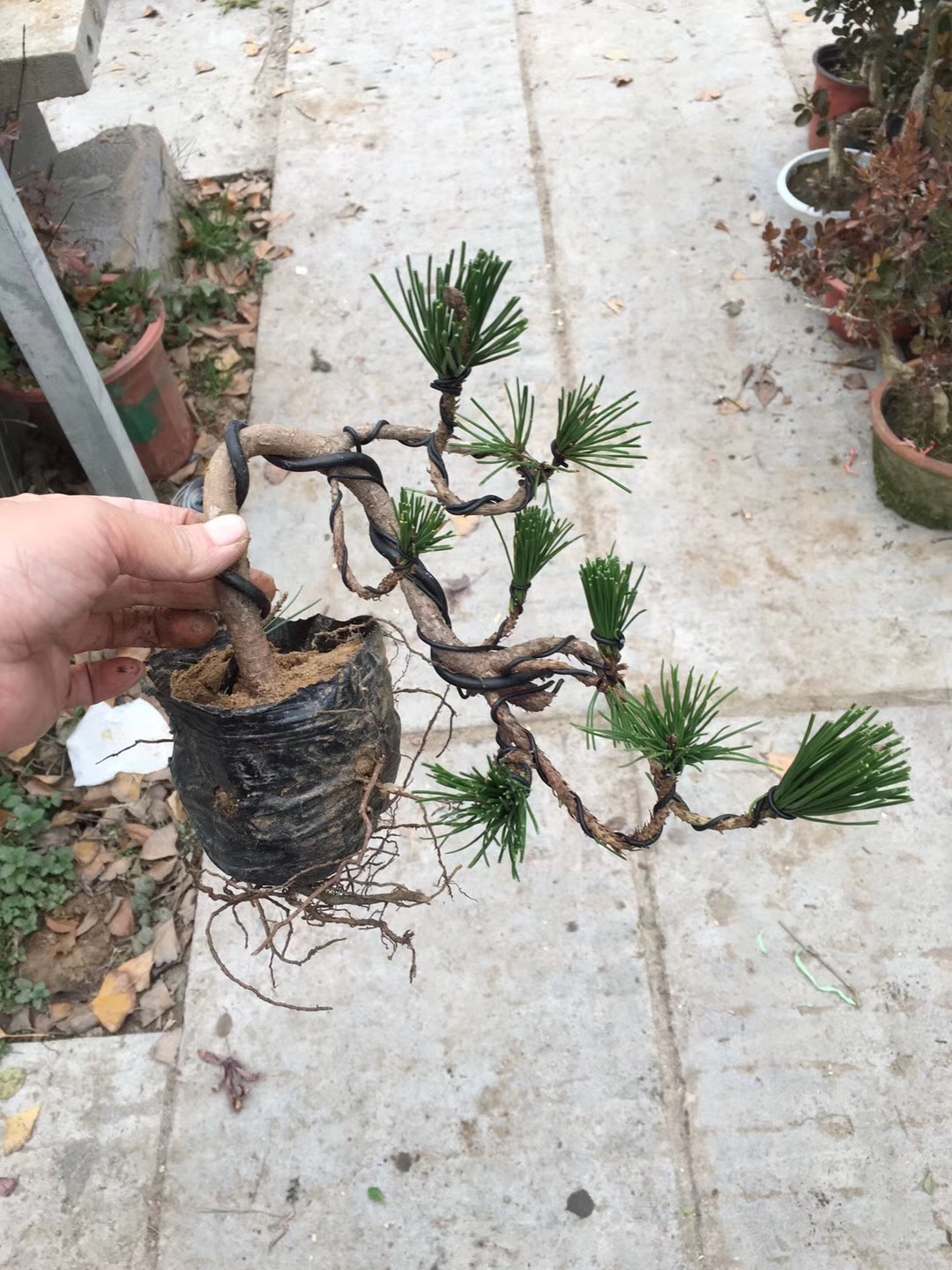 盆景黑松的造型及样品,人工培养近10年的小黑松盆景造型