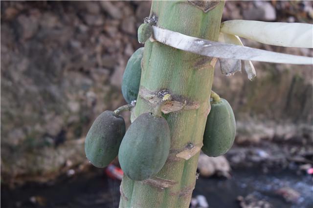 家里种的木瓜为什么只开花不结果,家门口种了一棵枣树和柿子