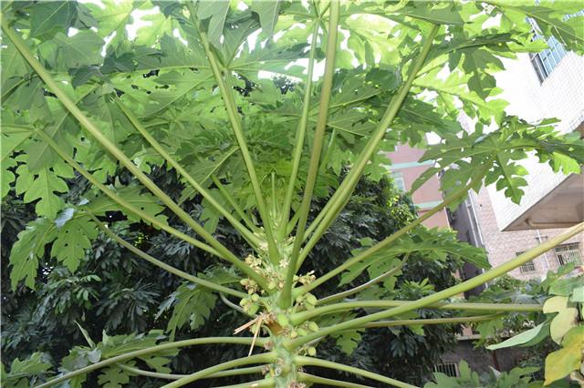 家里种的木瓜为什么只开花不结果,家门口种了一棵枣树和柿子