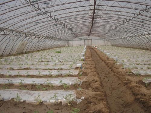 西红柿苗矮缩不长头啥原因,西红柿苗种上活了但是不长