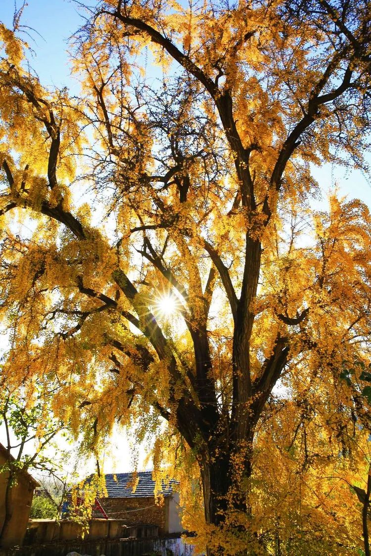 金秋沂南，诗意流淌有那么一群爱美的人，把秋季沂南送到你面前