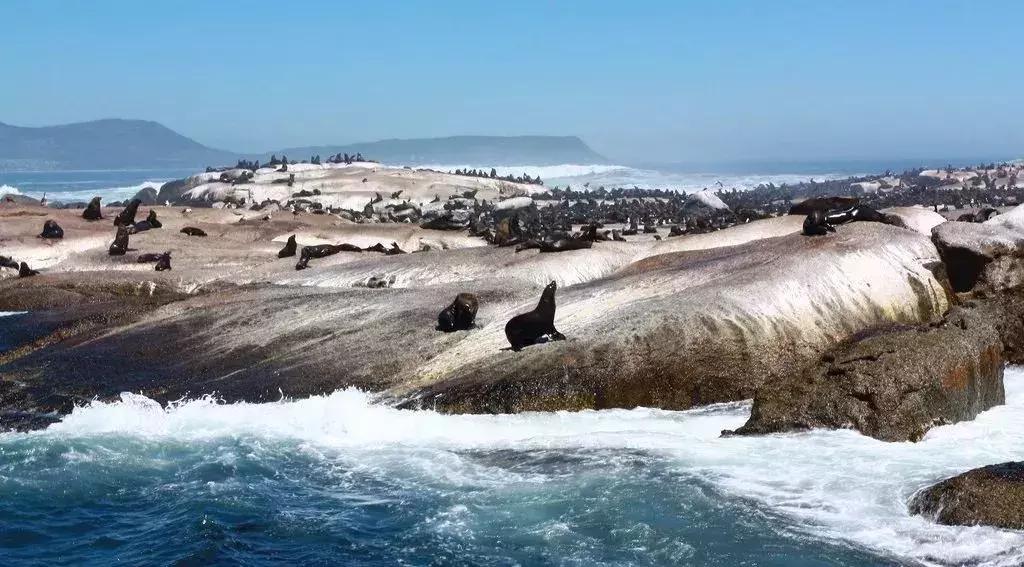 他花16年学会跟狮子交谈，而你花10天懂得了他的执著！