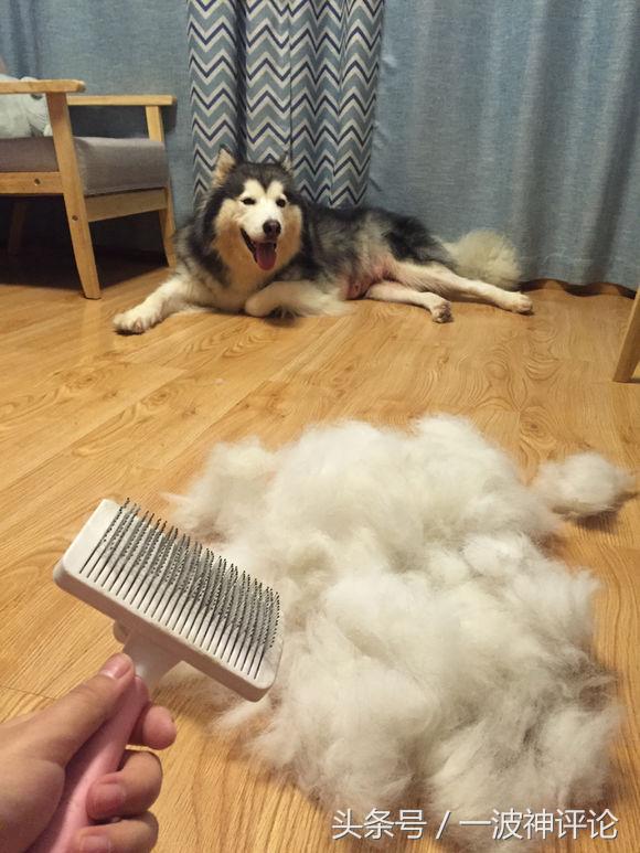 临产阿拉斯加,阿拉斯加过了临产期怎么办