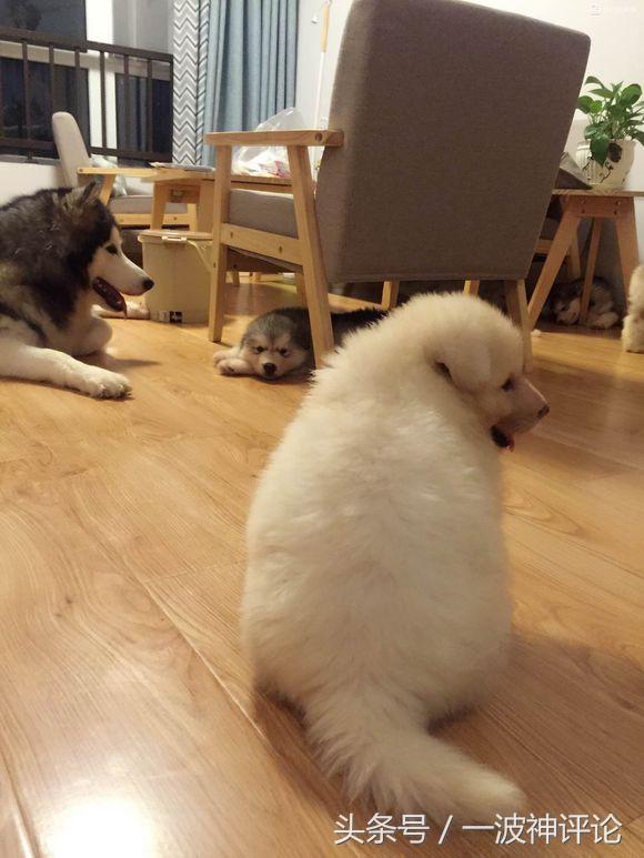 临产阿拉斯加,阿拉斯加过了临产期怎么办