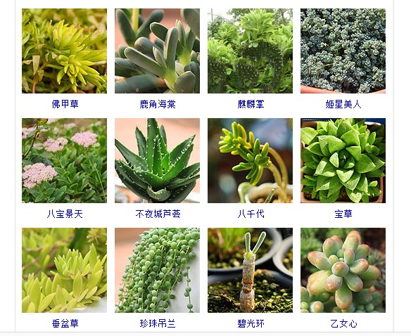 多肉植物的种类和名称大全集锦,多肉植物图片常见多肉100种