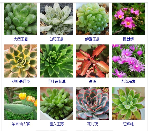 多肉植物的种类和名称大全集锦,多肉植物图片常见多肉100种