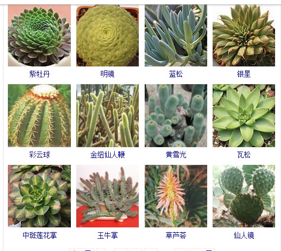 多肉植物的种类和名称大全集锦,多肉植物图片常见多肉100种