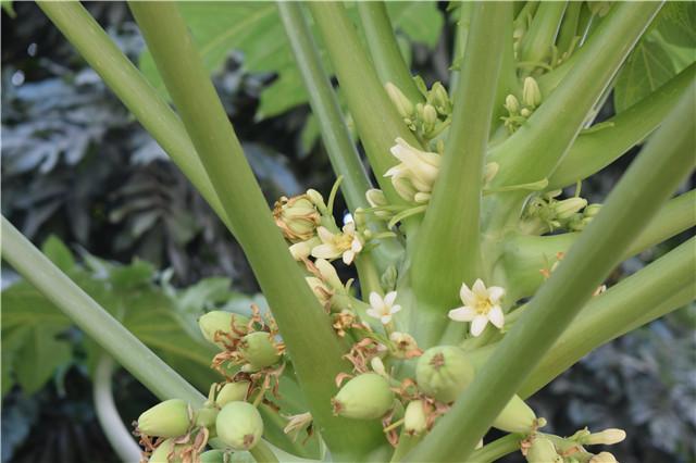 家里种的木瓜为什么只开花不结果,家门口种了一棵枣树和柿子