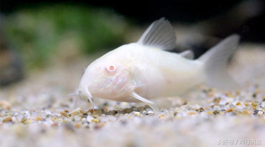 最容易养的鱼类排行榜,什么鼠鱼最便宜最好养