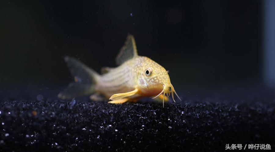 最容易养的鱼类排行榜,什么鼠鱼最便宜最好养