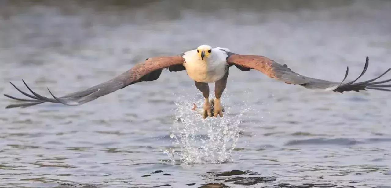 他花16年学会跟狮子交谈，而你花10天懂得了他的执著！