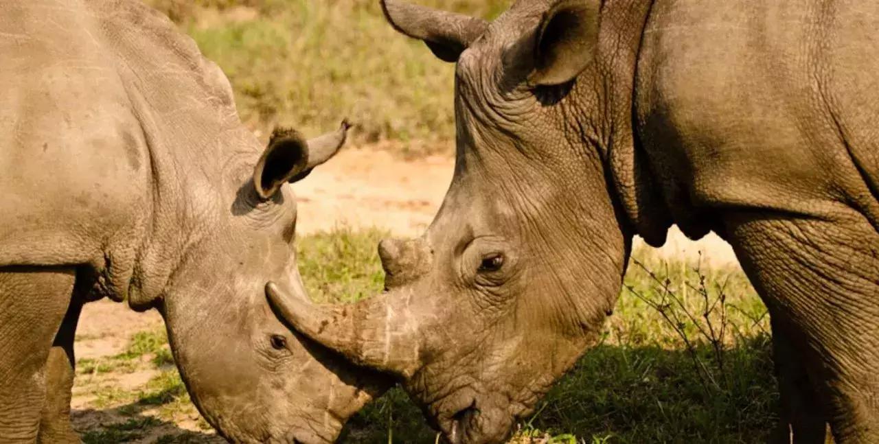 他花16年学会跟狮子交谈，而你花10天懂得了他的执著！