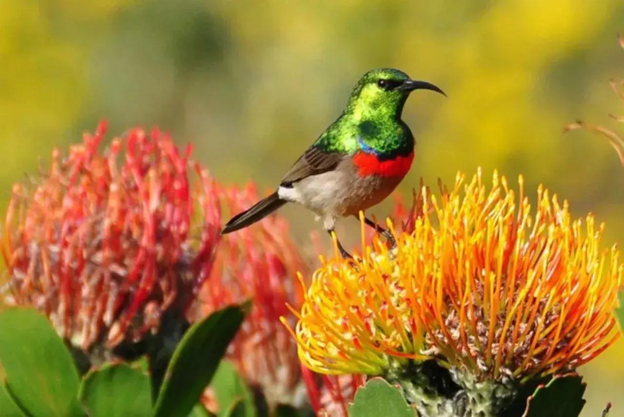 他花16年学会跟狮子交谈，而你花10天懂得了他的执著！