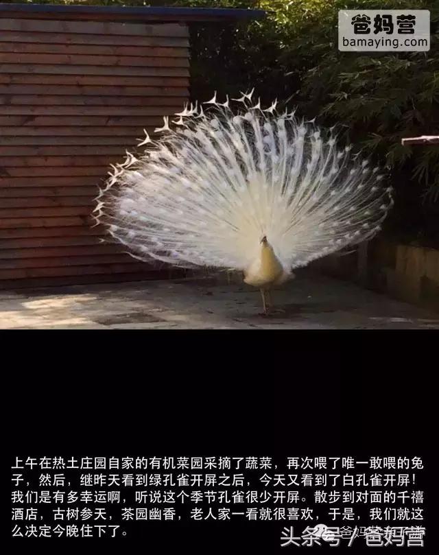 江浙沪十佳亲子酒店,适合亲子酒店推荐