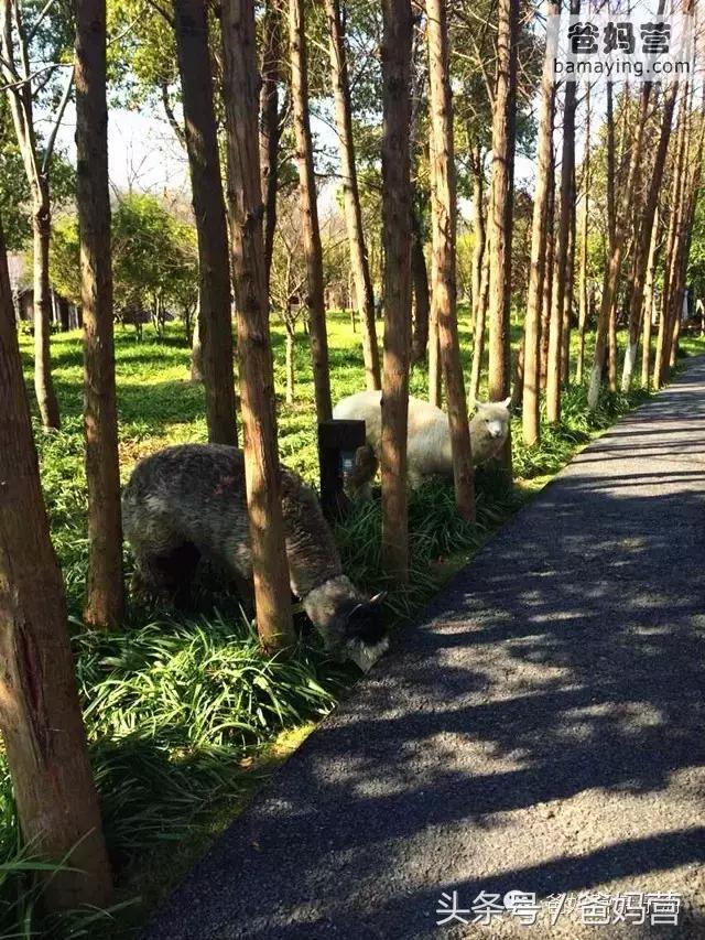 江浙沪十佳亲子酒店,适合亲子酒店推荐