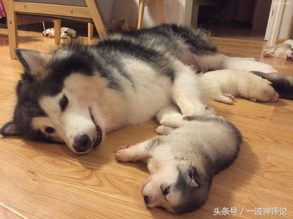 临产阿拉斯加,阿拉斯加过了临产期怎么办