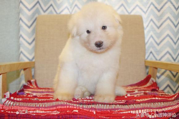 临产阿拉斯加,阿拉斯加过了临产期怎么办