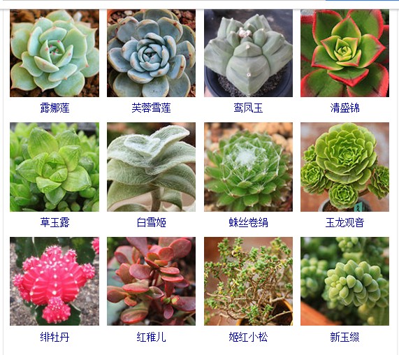 多肉植物的种类和名称大全集锦,多肉植物图片常见多肉100种
