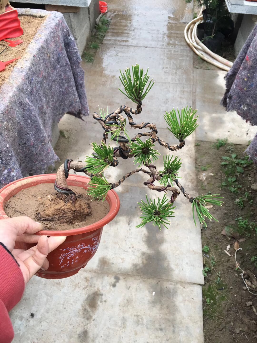 盆景黑松的造型及样品,人工培养近10年的小黑松盆景造型