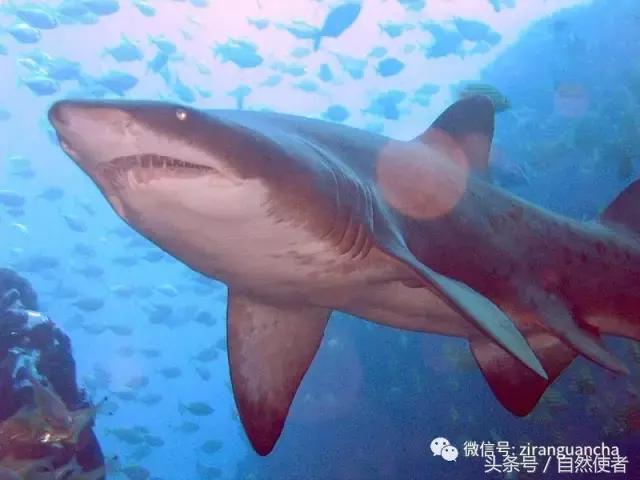 不输在起跑线,不输在家庭教育起跑线上