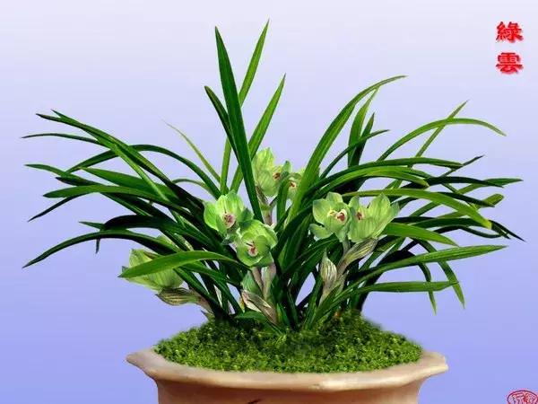 兰花未来市场行情,兰花价格行情在哪里看