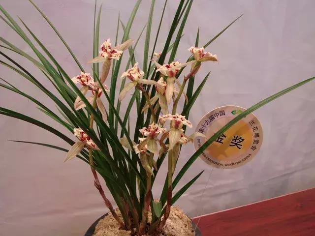 兰花未来市场行情,兰花价格行情在哪里看