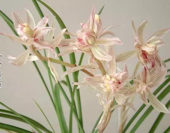 兰花未来市场行情,兰花价格行情在哪里看