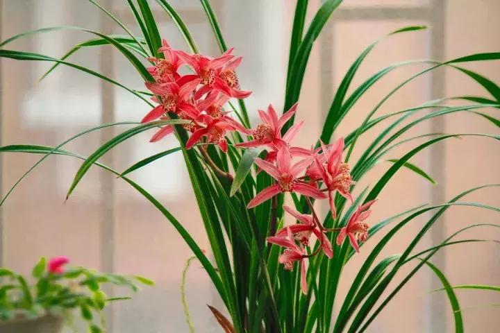 兰花未来市场行情,兰花价格行情在哪里看