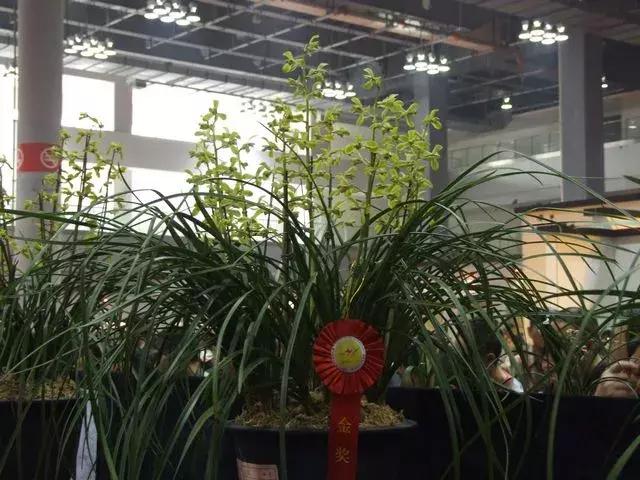 兰花未来市场行情,兰花价格行情在哪里看