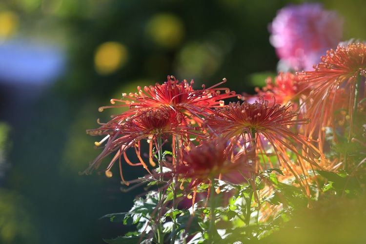 金秋沂南，诗意流淌有那么一群爱美的人，把秋季沂南送到你面前