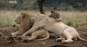 他花16年学会跟狮子交谈，而你花10天懂得了他的执著！