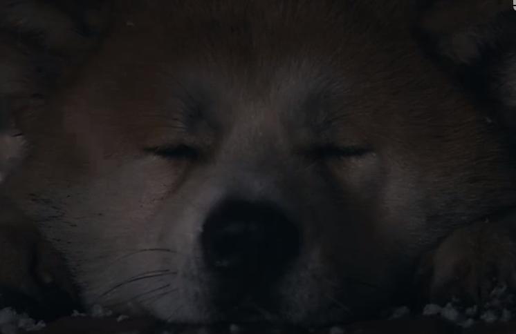 一只狗感动到哭的视频,一只狗看电影看哭了