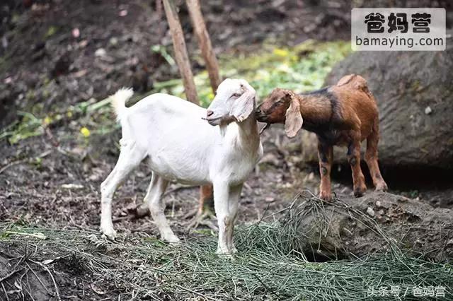 江浙沪十佳亲子酒店,适合亲子酒店推荐