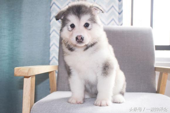 临产阿拉斯加,阿拉斯加过了临产期怎么办