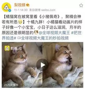 霸占你的小猪表情包,霸占你全部时间的表情包