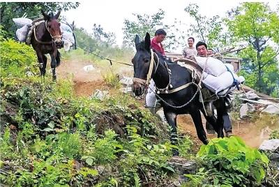 用骡马驮货、奔波在深山老林：南召马帮辛苦赚钱养家糊口！