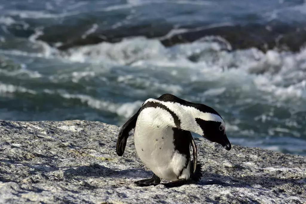 他花16年学会跟狮子交谈，而你花10天懂得了他的执著！