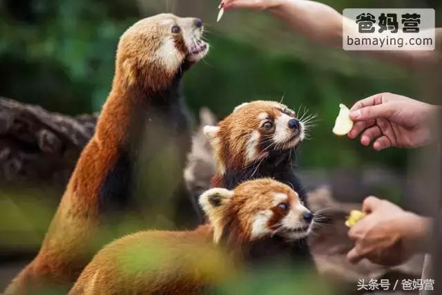 江浙沪十佳亲子酒店,适合亲子酒店推荐