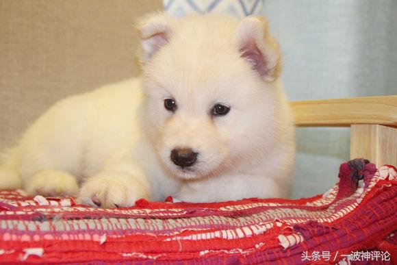 临产阿拉斯加,阿拉斯加过了临产期怎么办