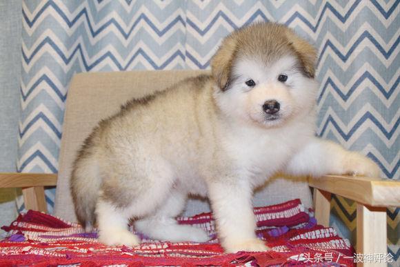 临产阿拉斯加,阿拉斯加过了临产期怎么办