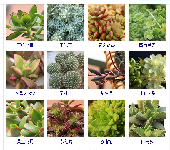 多肉植物的种类和名称大全集锦,多肉植物图片常见多肉100种