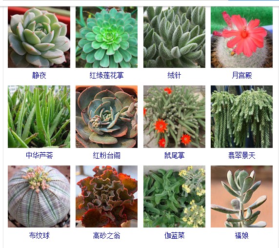 多肉植物的种类和名称大全集锦,多肉植物图片常见多肉100种