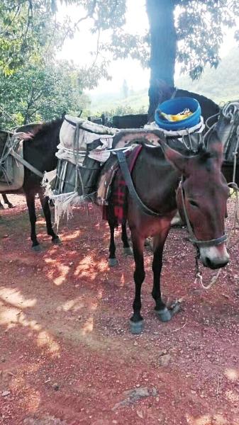 用骡马驮货、奔波在深山老林：南召马帮辛苦赚钱养家糊口！