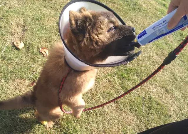 一颗差点“要我狗命”的橡胶球！狗狗频繁呕吐，小心异物伤宠！