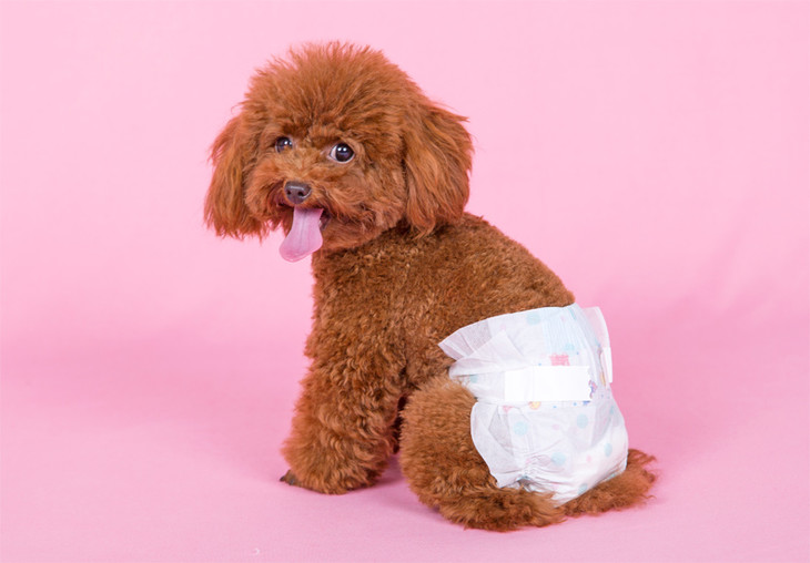 犬舍的狗如何喂养,狗狗饲育问题及解决方案